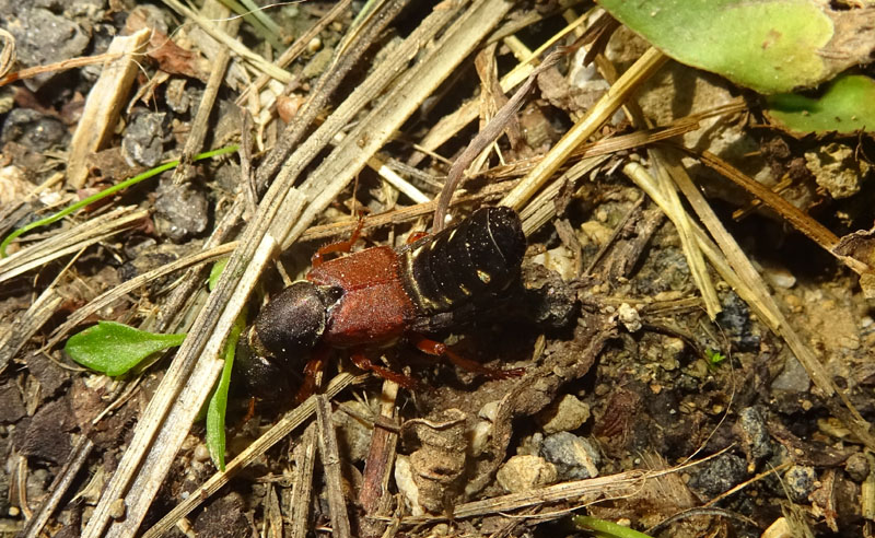 Staphylinus dimidiaticornis - Staphylinidae